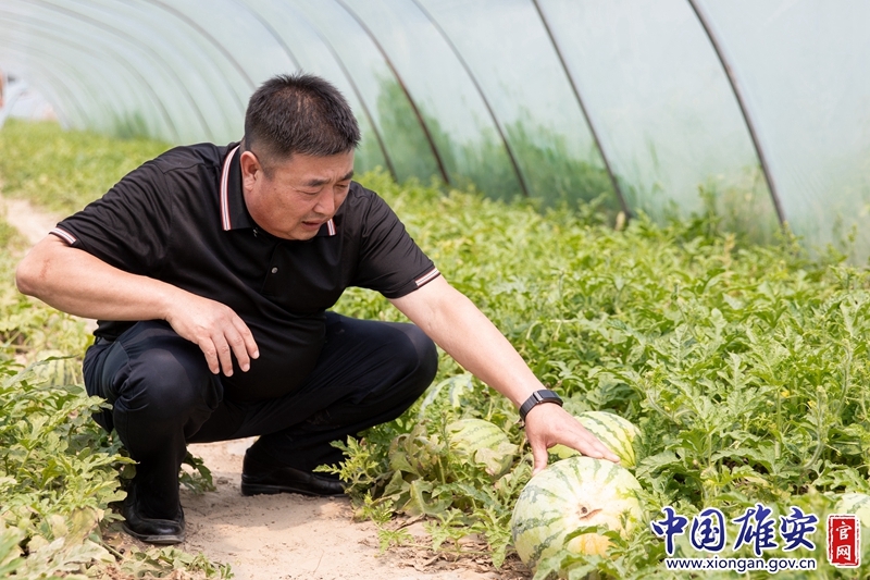 “你看我們這兒的瓜，這都第二茬了，個頭還是這么大，不僅大還甜呢！”蘭占友笑吟吟地說。米東大村在良好的村級工業基礎上，注重加快農業結構轉型升級，大力發展麒麟西瓜種植技術，發展培育頤豐園生態休閑旅游產業，打造新的經濟增長點。在蘭占友的積極對接下，該村先后引進了藥材種植和麒麟西瓜種植等多項先進農業技術，如今精品農業越做越好，剛摘下的西瓜脆爽甘甜，正如米東大村村民的日子甜甜蜜蜜。中國雄安官網記者毛鶴然 攝