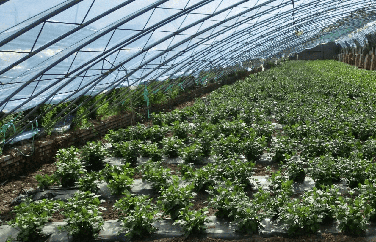 王寶善溝村的菊花大棚。郭子君攝