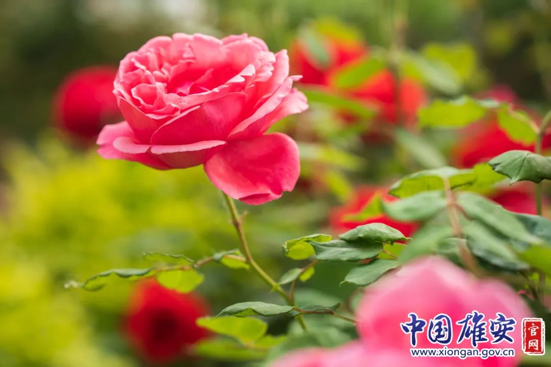 圖片