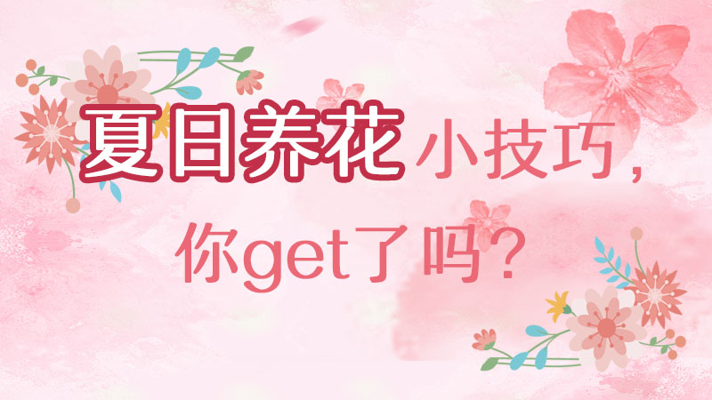 夏日養(yǎng)花小技巧，你get了嗎？