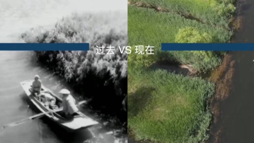 嘎子哥昔日“神技”能否再現(xiàn)白洋淀？