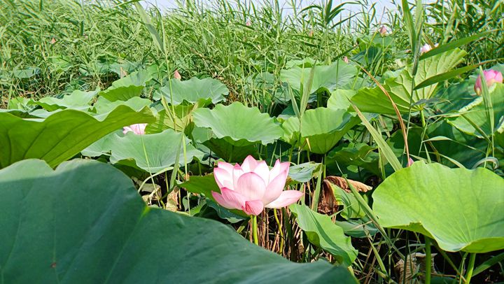 村游·冀Vlog | 白洋淀水質(zhì)達(dá)到近十年最好水平