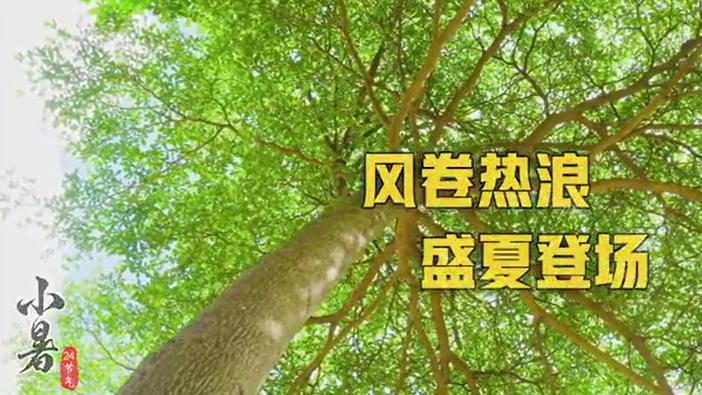 小暑丨風(fēng)卷熱浪 盛夏登場(chǎng)