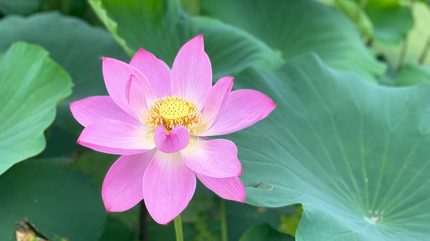 小暑至，“荷”你相約詩(shī)意雄安