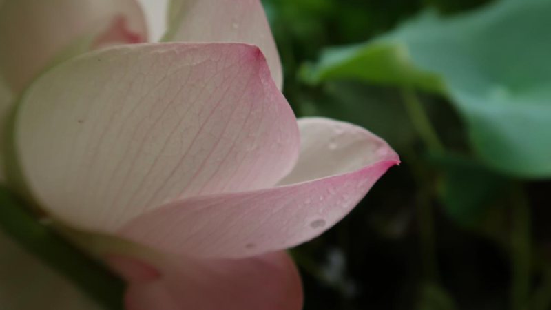 雨后雄安，風(fēng)景如畫