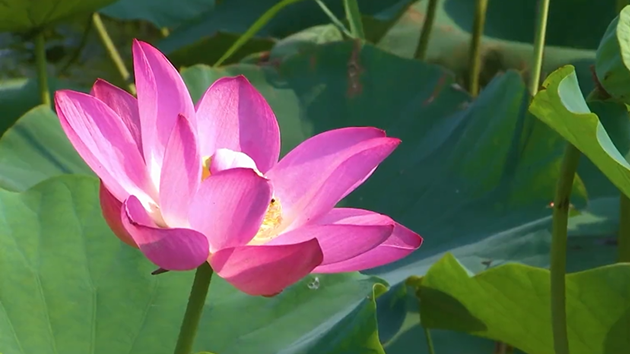雄安紅色群英譜丨孫犁和他的《荷花淀》