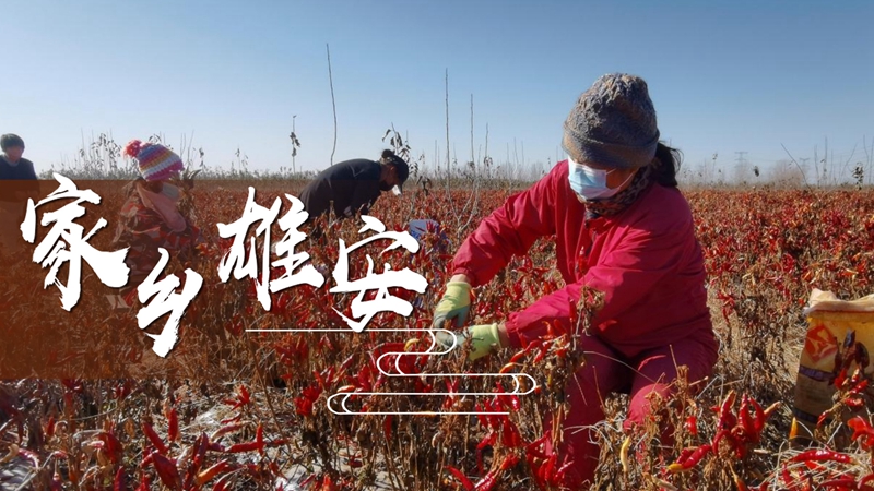 【家鄉(xiāng)雄安】辣椒和洋蔥里孕育的新希望