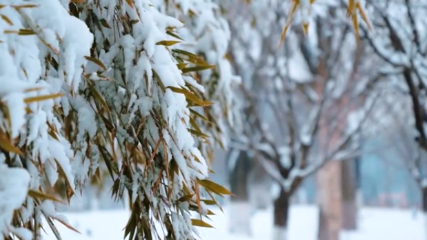 大雪丨萬物冬藏 蓄勢待發(fā)