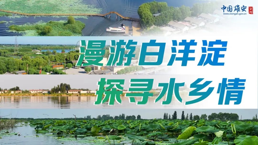 直播預告丨今天15:30！一起探尋白洋淀的如畫美景與煙火人間