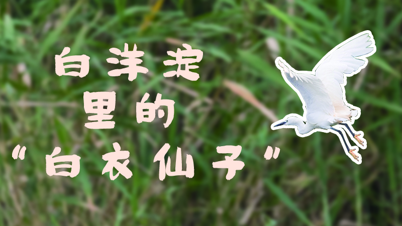 這首精巧的“詩”，棲息在白洋淀！