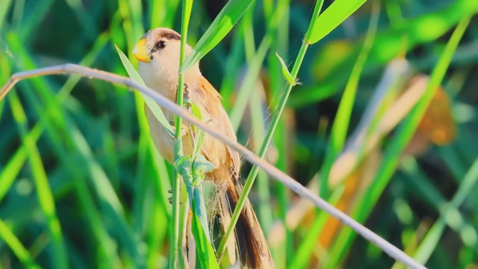 白洋淀里鳥蹁躚⑤丨淀上小精靈的幸福生活