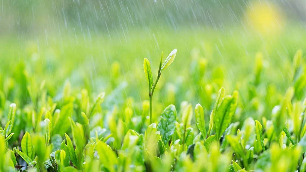 奮進的春天丨關 于 雨 水 的 24 句 話！