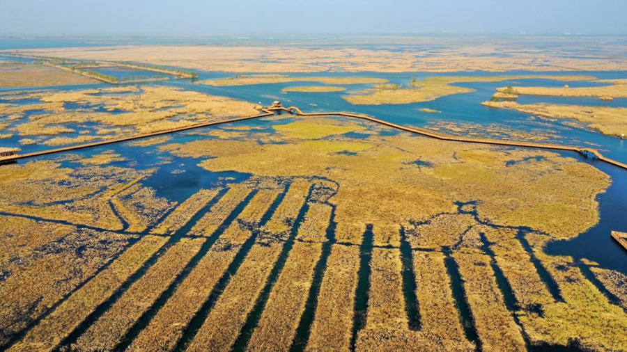 “華北明珠”再現(xiàn)“鳥類天堂”勝景 “未來之城”增添生態(tài)魅力