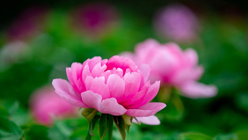雄安新區(qū)：芳菲四月天 傾城牡丹香