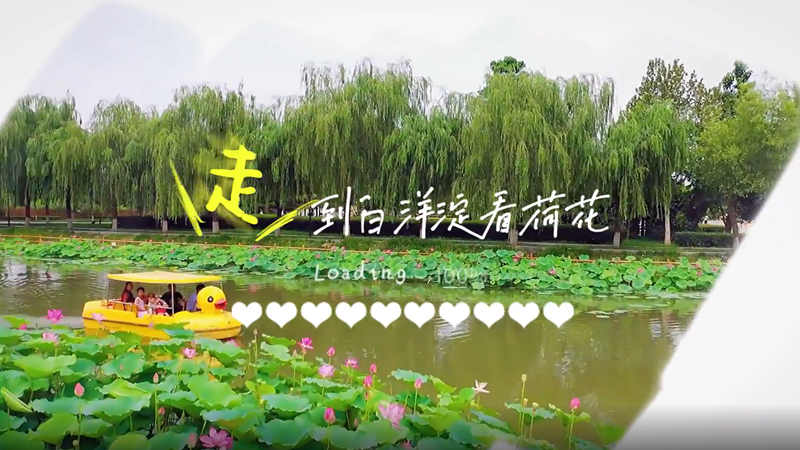 微視頻丨走！到白洋淀去看荷花