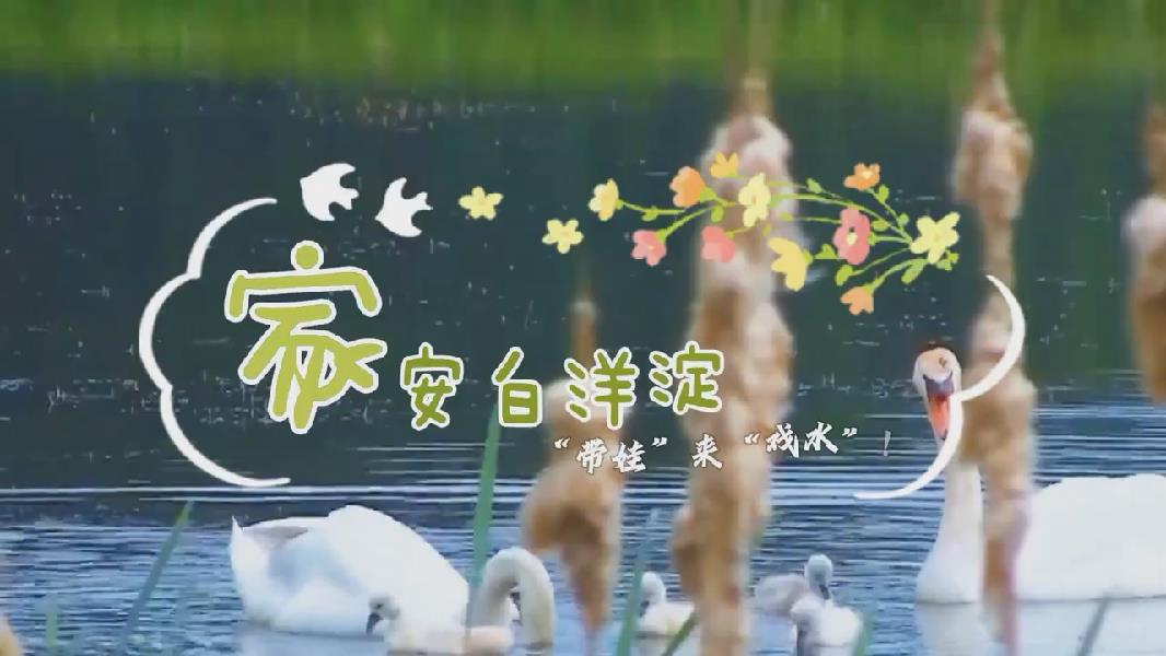 微視頻丨家安白洋淀，“帶娃”來“戲水”！