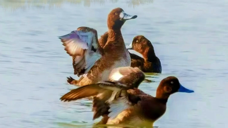百姓看聯(lián)播丨白洋淀野生鳥類又“上新”